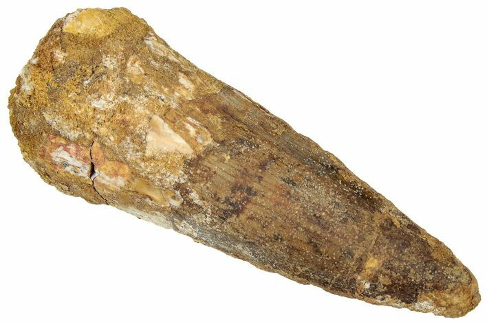 Fossil Spinosaurus Tooth - Real Dinosaur Tooth #305852